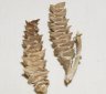 Pachycornia triandra-6.jpg